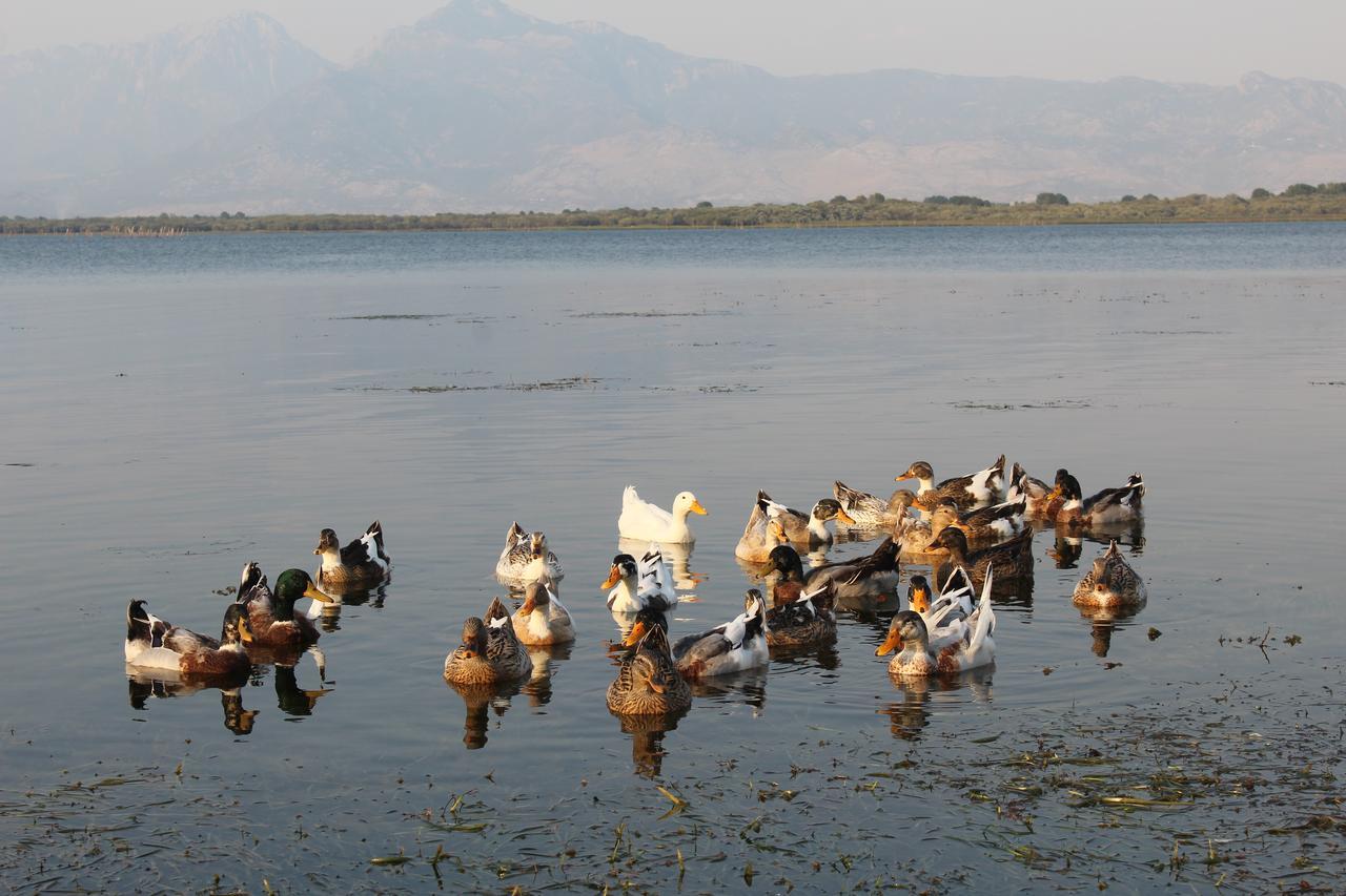 Hotel Shkodra Lake Široka Buitenkant foto